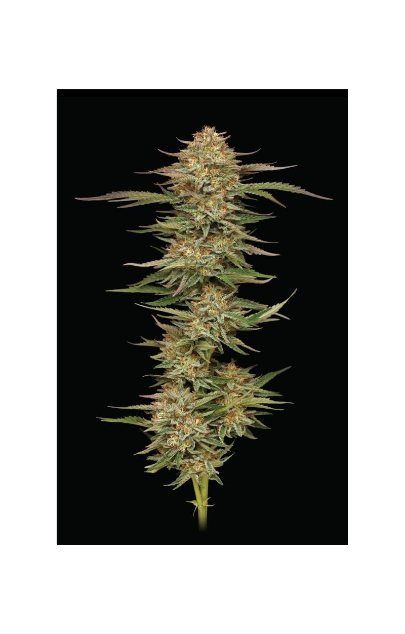 Orange Creampop, Фасовка: 3